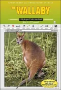 The Wallaby
