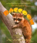 Life Cycle of a Raccoon (Life Cycle Series)