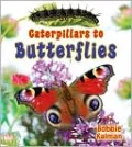 Caterpillars to butterflies