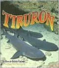 El Ciclo De Vida Del Tiburon