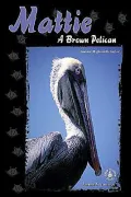 Mattie: A Brown Pelican