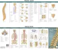 Anatomical Chart Company's Illustrated Pocket Anatomy: Vertebral Column and Spine Disorders Study Guide