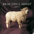 2011 Beautiful Sheep Wall Calendar