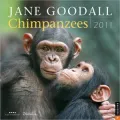 2011 Chimpanzees Wall Calendar