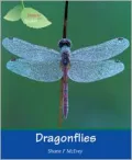 Dragonflies