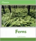 Ferns