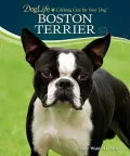 Boston Terrier