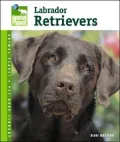 Labrador Retrievers