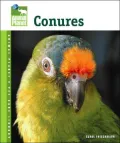 Conures