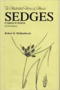 Sedges: Cyperus to Scleria