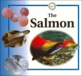 Life Cycle of the Salmon