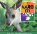 A Kangaroo Joey Grows Up