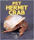 Pet Hermit Crab