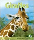 Giraffes
