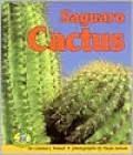 Saguaro Cactus