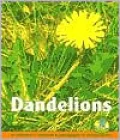 Dandelions