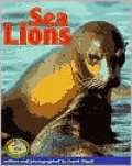 Sea Lions