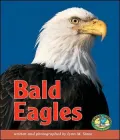 Bald Eagles