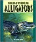 Waiting Alligators
