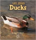 Ducks