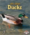 Ducks