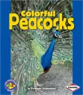 Colorful Peacocks