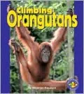 Climbing Orangutans