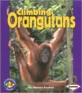 Climbing Orangutans