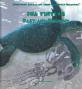 Sea Turtles : Past and Present