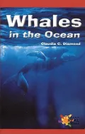 Whales in the Ocean