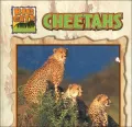 Cheetahs (Big Cats Series)