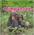 Chimpanzees