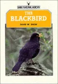 Blackbird