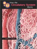 How The Circulatory System Wor