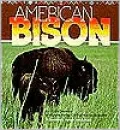 American Bison
