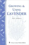 Growing and Using Lavender