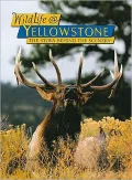 WildLife @ Yellowstone: The Story Behind the Scenery