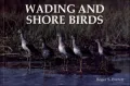 Wading and Shore Birds: A Photographic Study
