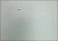 Felix Gonzalez-Torres: America