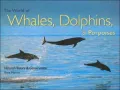 World of Whales, Dolphins and Porpoises: Natural History and Conservation