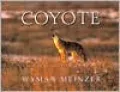 Coyote