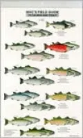 Mac's Field Guides: North America/Salmon and Trout