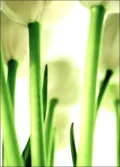 Becoming Being Passing