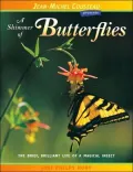 Shimmer of Butterflies: The Brief, Brilliant Life of a Magical Insect (London Town Wild Life Series)
