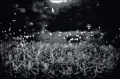 Gregory Crewdson: Fireflies