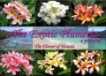 Exotic Plumeria a Pictorial: The Flower of Hawaii: Volume 1