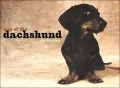 Day of the Dachshund