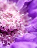 Flower Power: The Purple Collection Journal