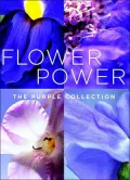 Flower Power: The Purple Collection Small Note Cards in a Two-Piece Box