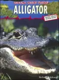 Alligator
